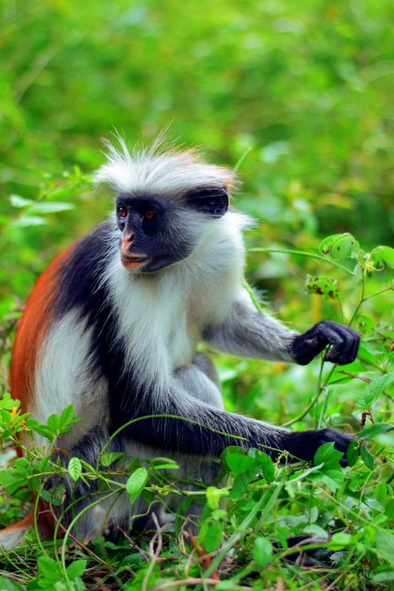 Jozani Forest Tour | See Red Colobus Monkeys in Zanzibar