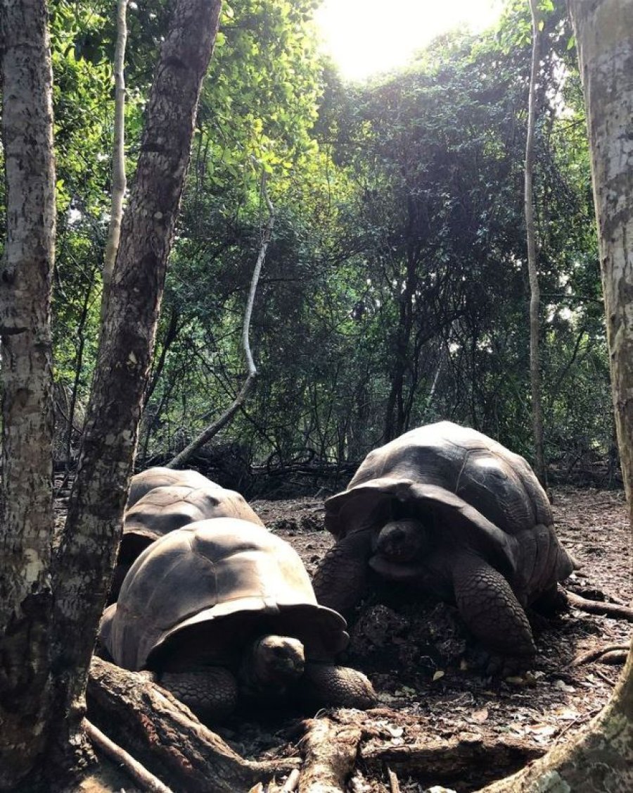 Prison Island Tour | Giant Tortoises & Snorkeling Zanzibar
