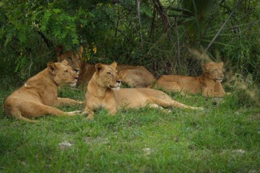 A Day in Selous (Shared safari)