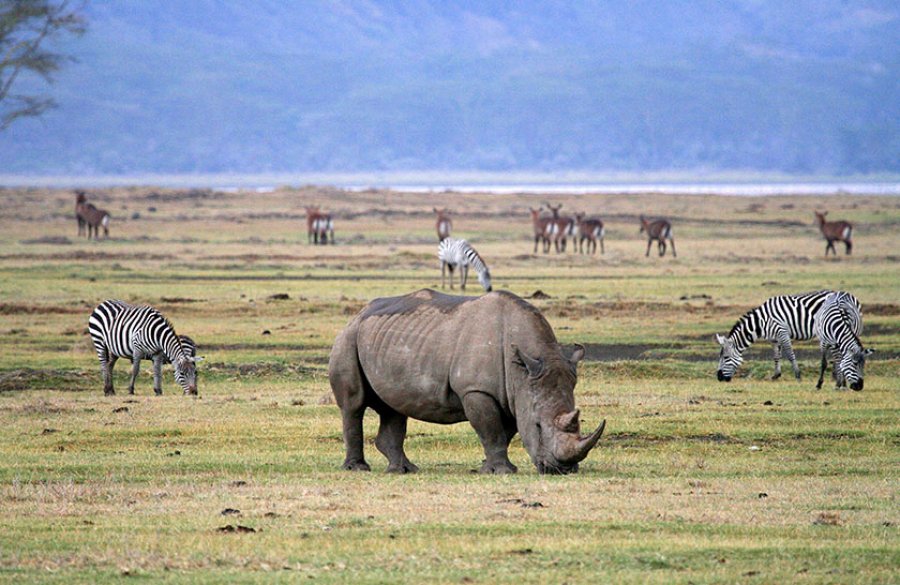 6 Days 5 Nights - Safaris