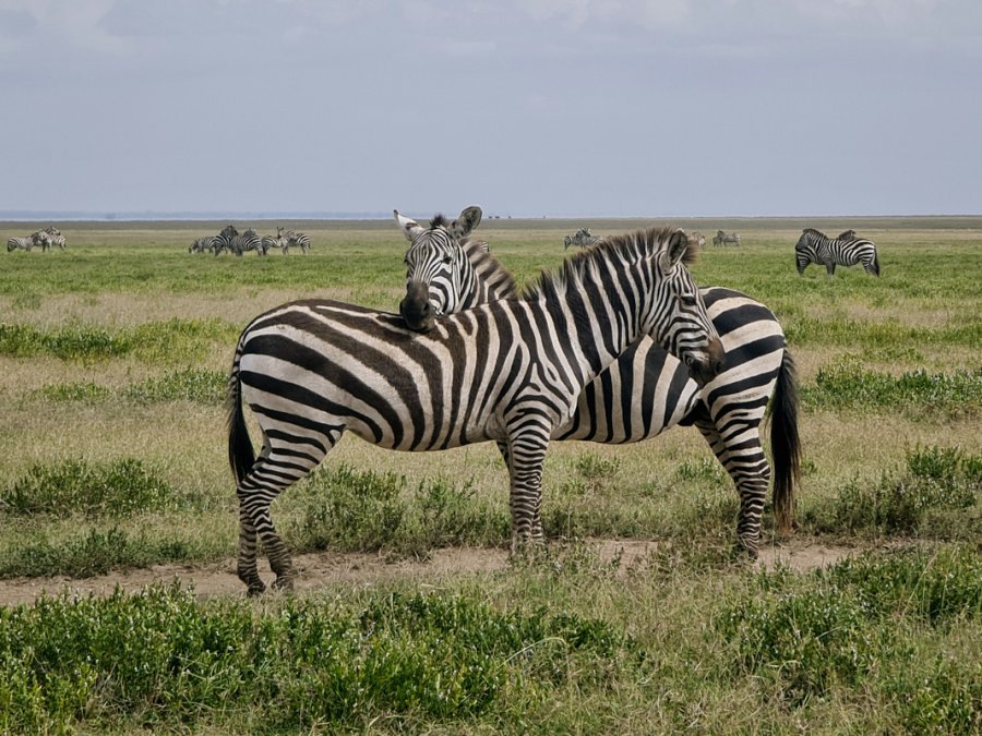 Habari Gani