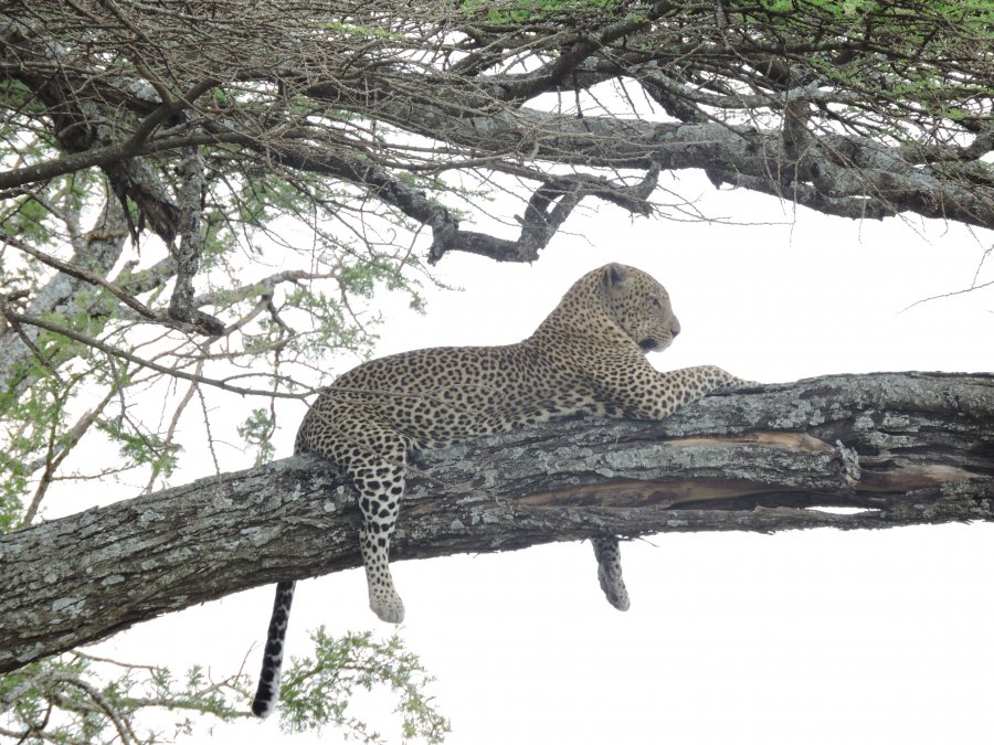 5 Days 4 Nights - Safaris