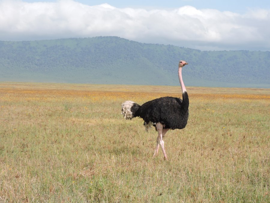 Karibu Wageni