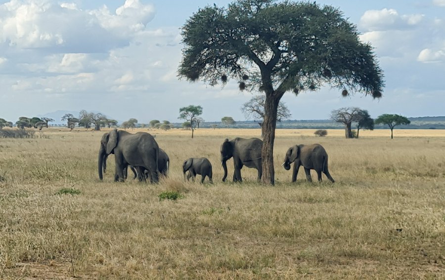 4 Days 3 Nights - Safaris