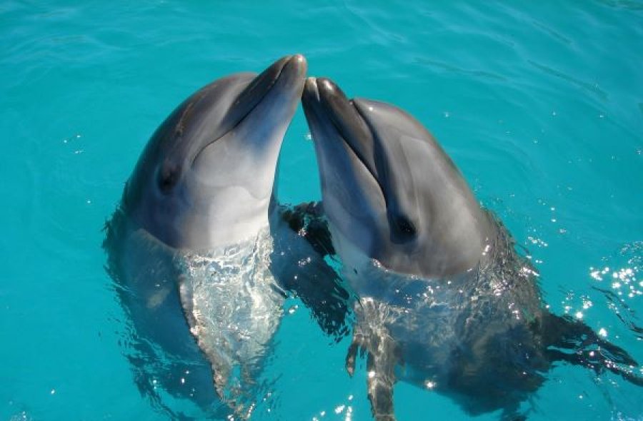 Dolphine Tour & Salaam Cave