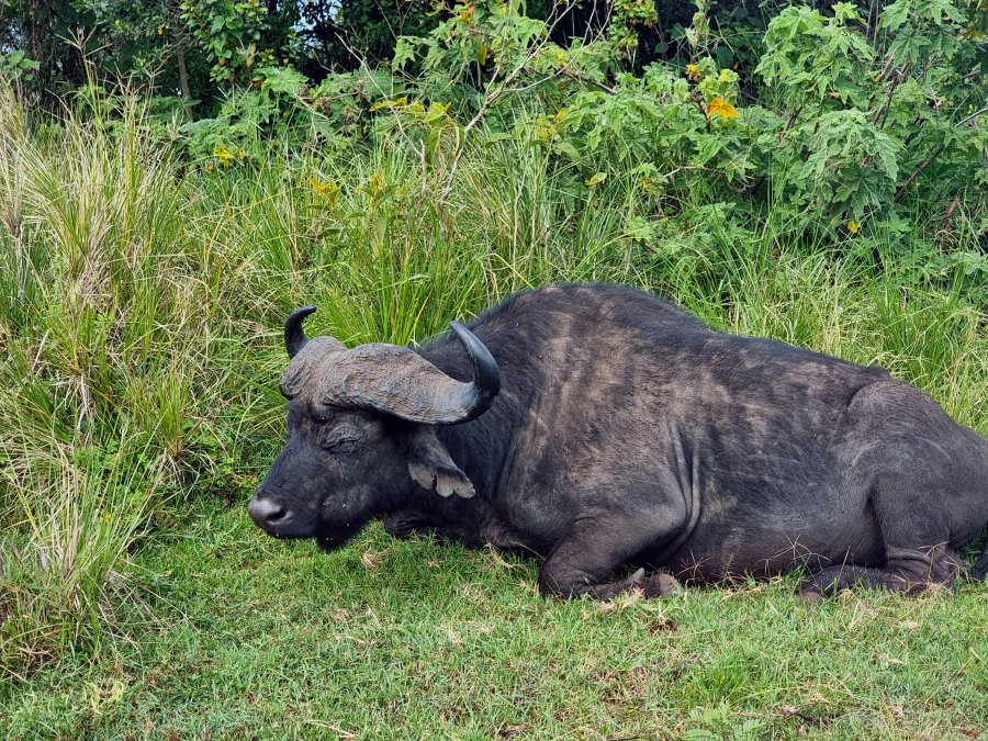 5 Days 4 Nights - Safari
