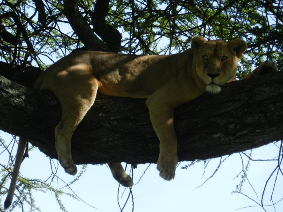 2 Days 1 Night - Safari
