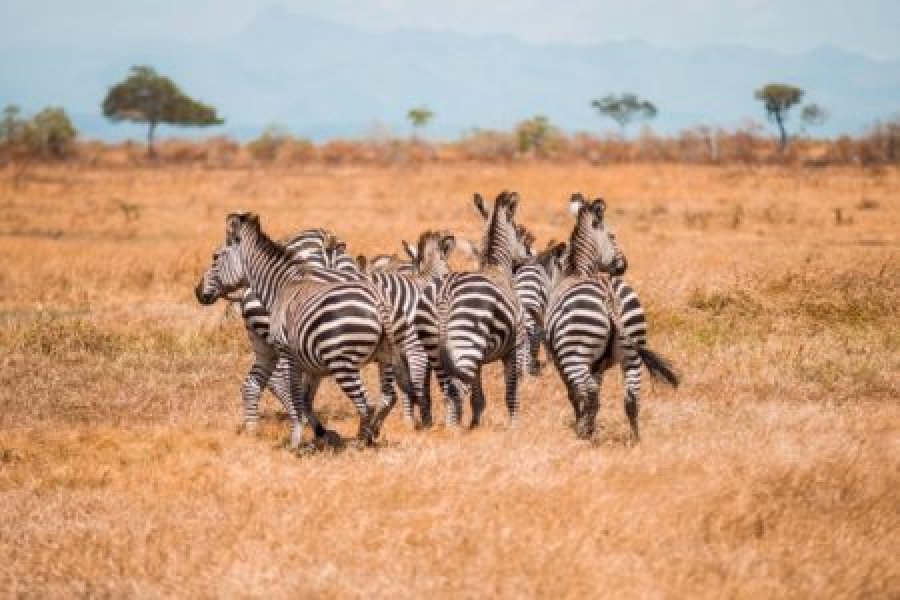  Mikumi National Park ( Shared Safari)