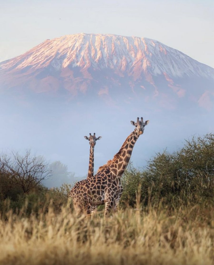 4 Days 3 Nights - Safari Migration