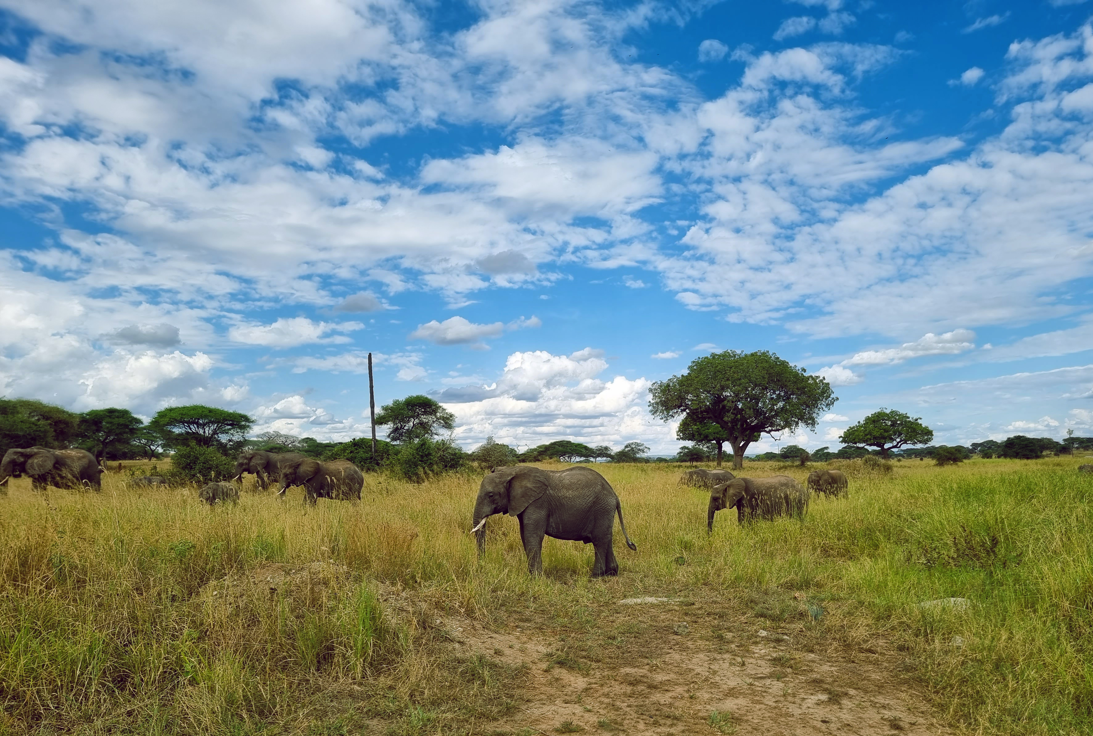 3 Days 2 Nights - Safaris safari moment