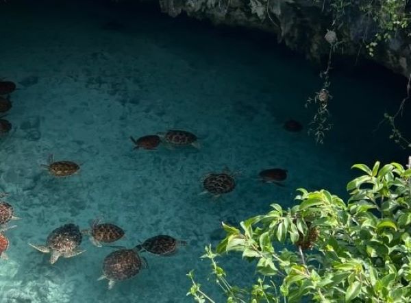  Dolphine Tour & Salaam Cave safari moment