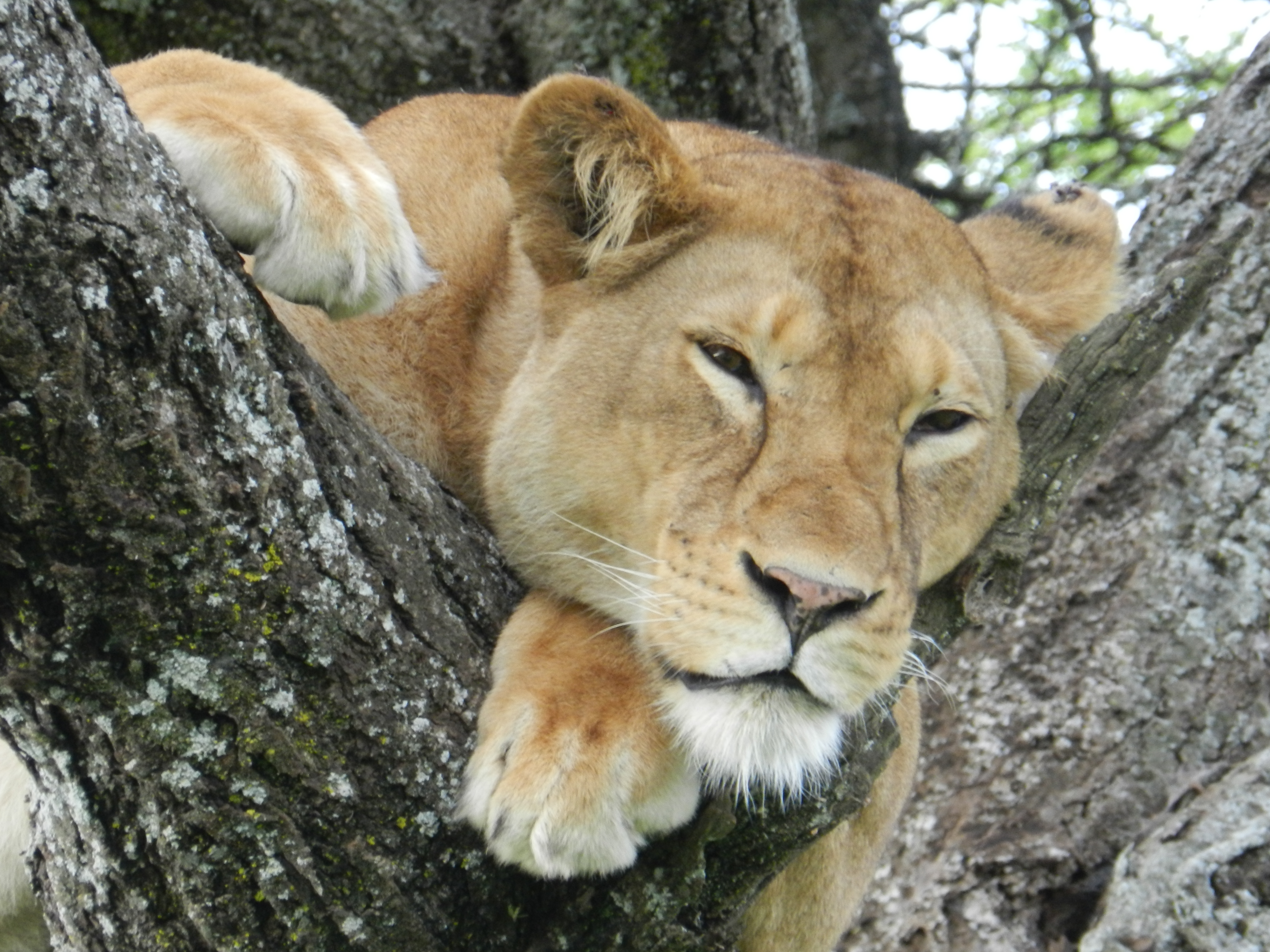 Seawalk Tour safari moment