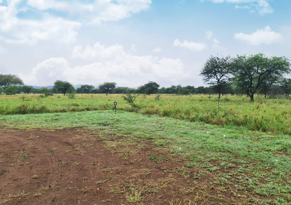 5 Days 4 Nights - Safari safari moment
